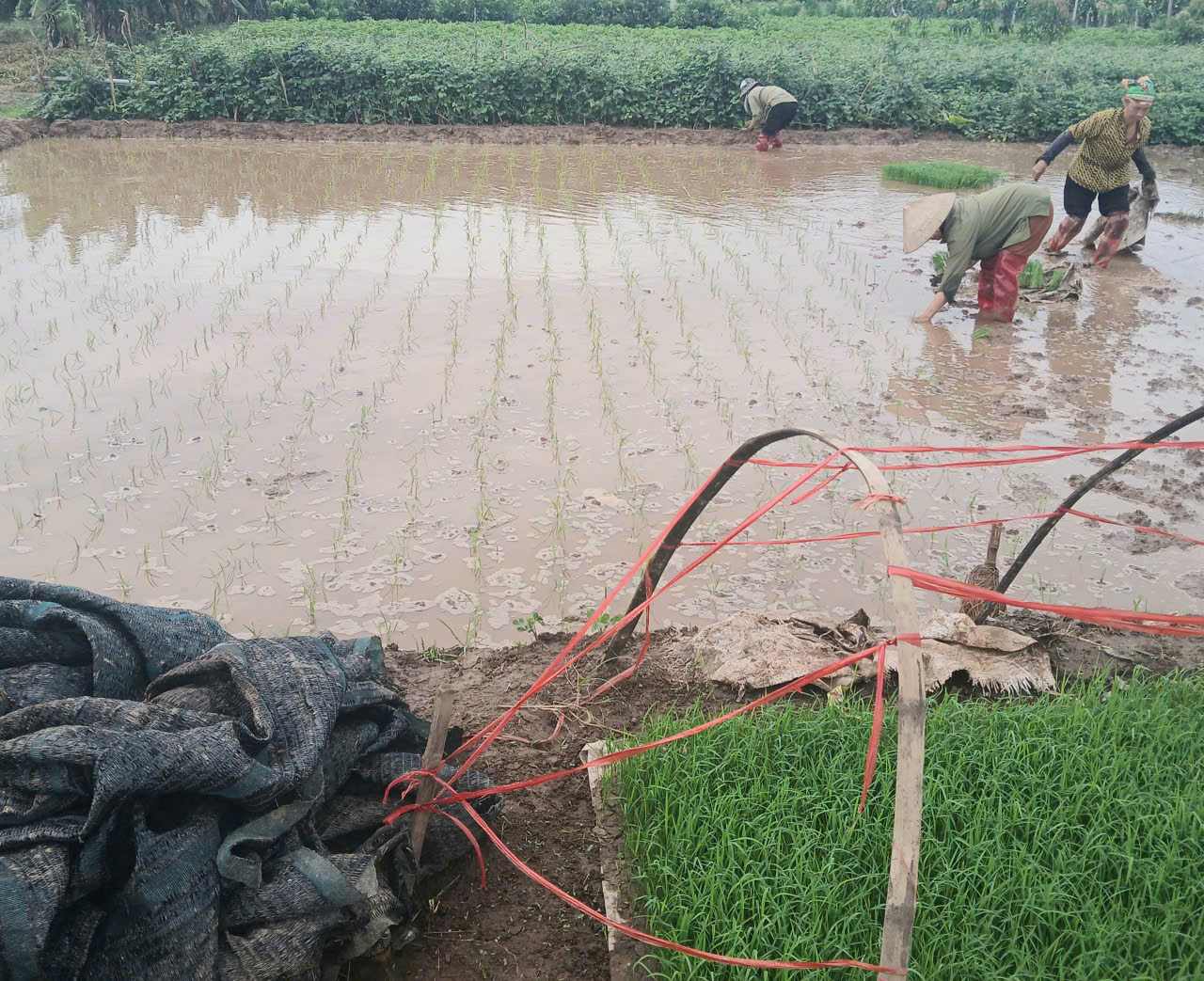 Nông dân HTXDVNN Quỳnh Hoàng đẩy mạnh gieo cấy lúa vụ mùa