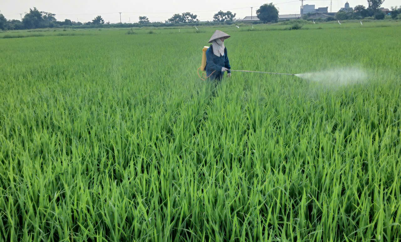 Xã Ngọc Lâm tập trung phòng trừ sâu bệnh chăm sóc bảo vệ lúa Mùa