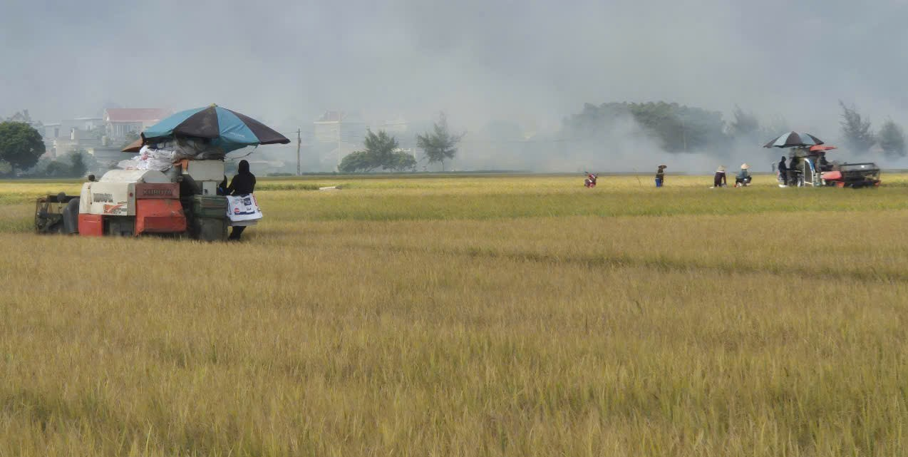 Thôn Tân Mỹ đẩy nhanh tiến độ thu hoạch lúa mùa, khẩn trương làm đất gieo trồng cây màu vụ Đông